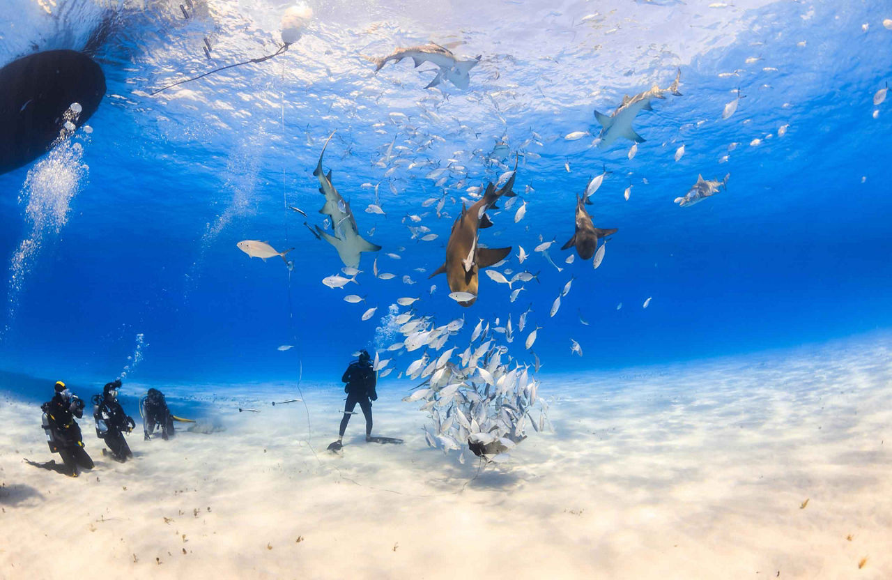 Shark Feeding and Diving in the Bahamas