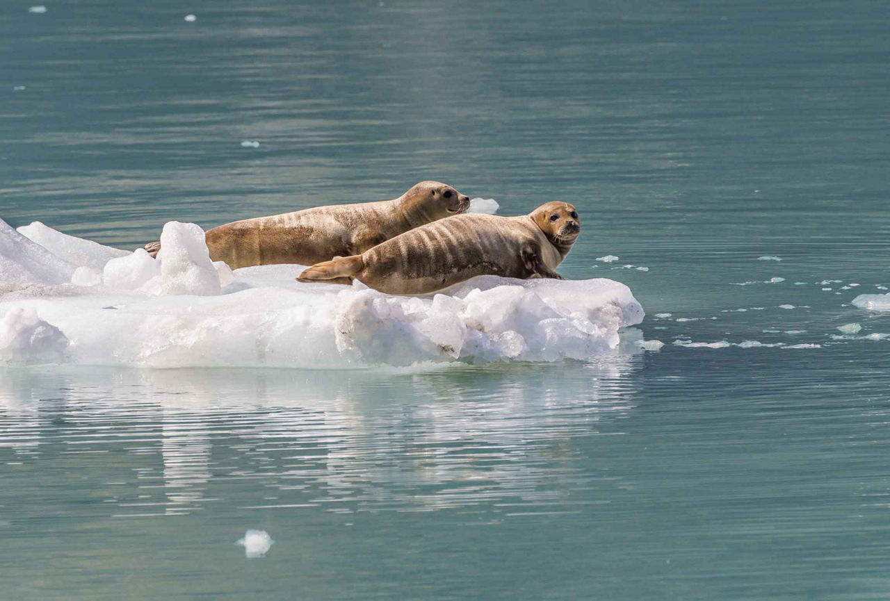 Seals Sunbathing on Ice, Endicott Arm & Glacier Dawes 