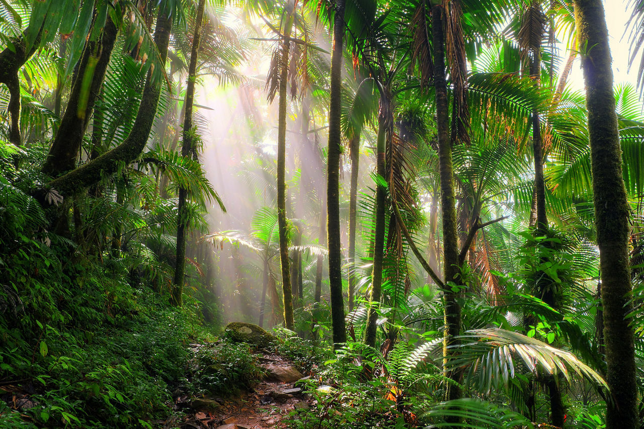 El Yunque National Forest Sunrise, San Juan, Puerto Rico
