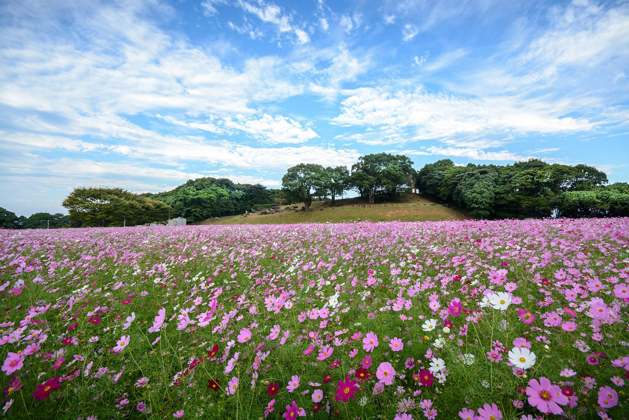 Field of cosmos flowers in Tenkaiho in Sasebo, Japan