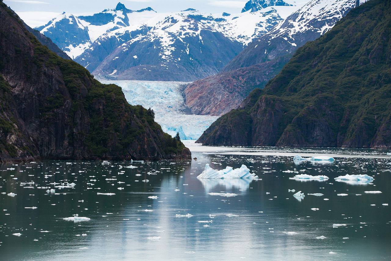 Alaska, Glacier with Pine Trees