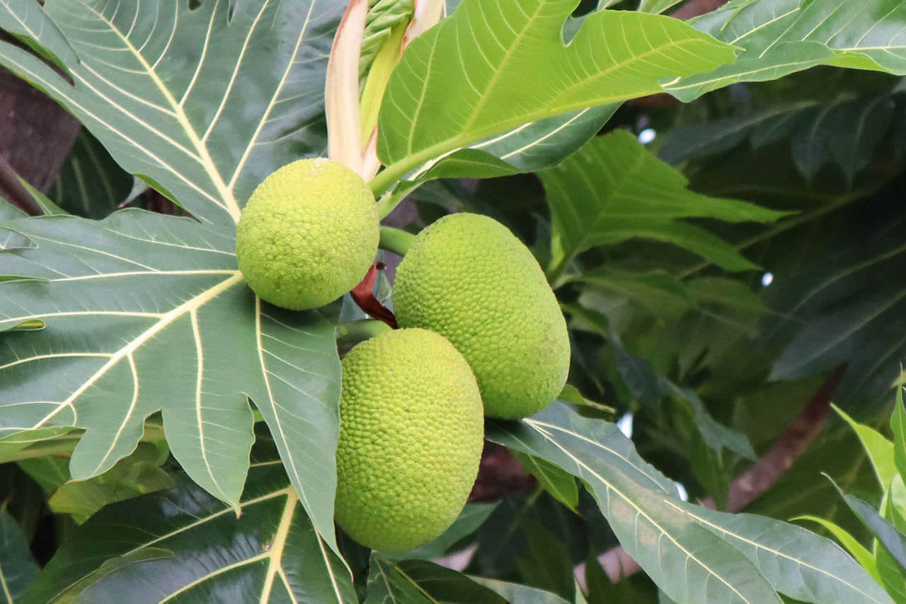 Bath Botanical Gardens’ breadfruit trees, Jamaica.