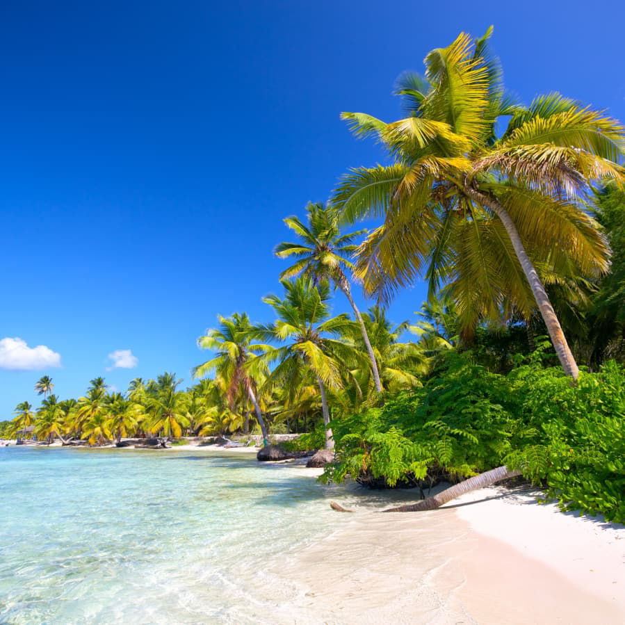 Beach and Palm Trees during the Summer Time